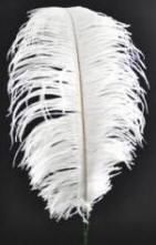 White Ostrich Feather Plume 30"