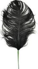 Black Ostrich Feather Plume 30"