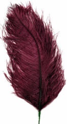 Burgundy Ostrich Feather Plume
