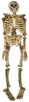 Realistic Skeleton 78"